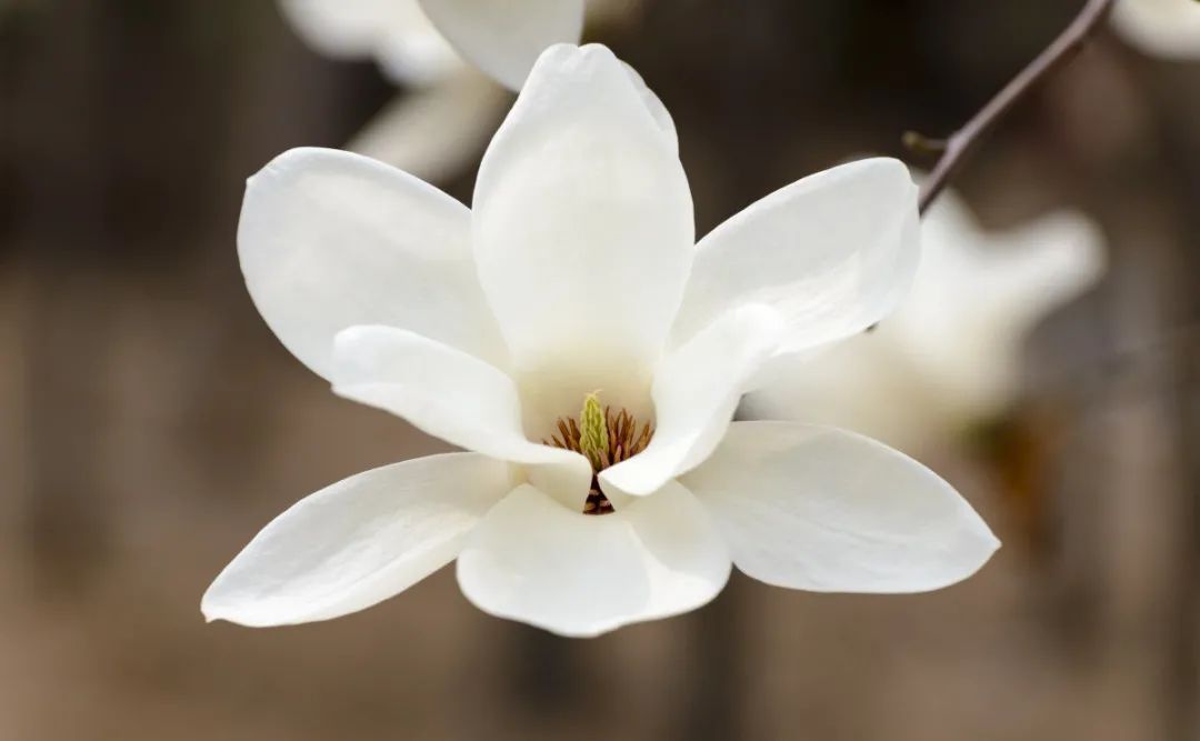 昆明春城风光秀,昆明春城秀小视频