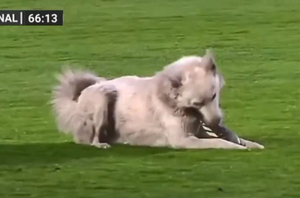 影／狗狗大盗乱入足球赛！叼鞋狂奔　「躺地耍赖不走」眼神超无辜