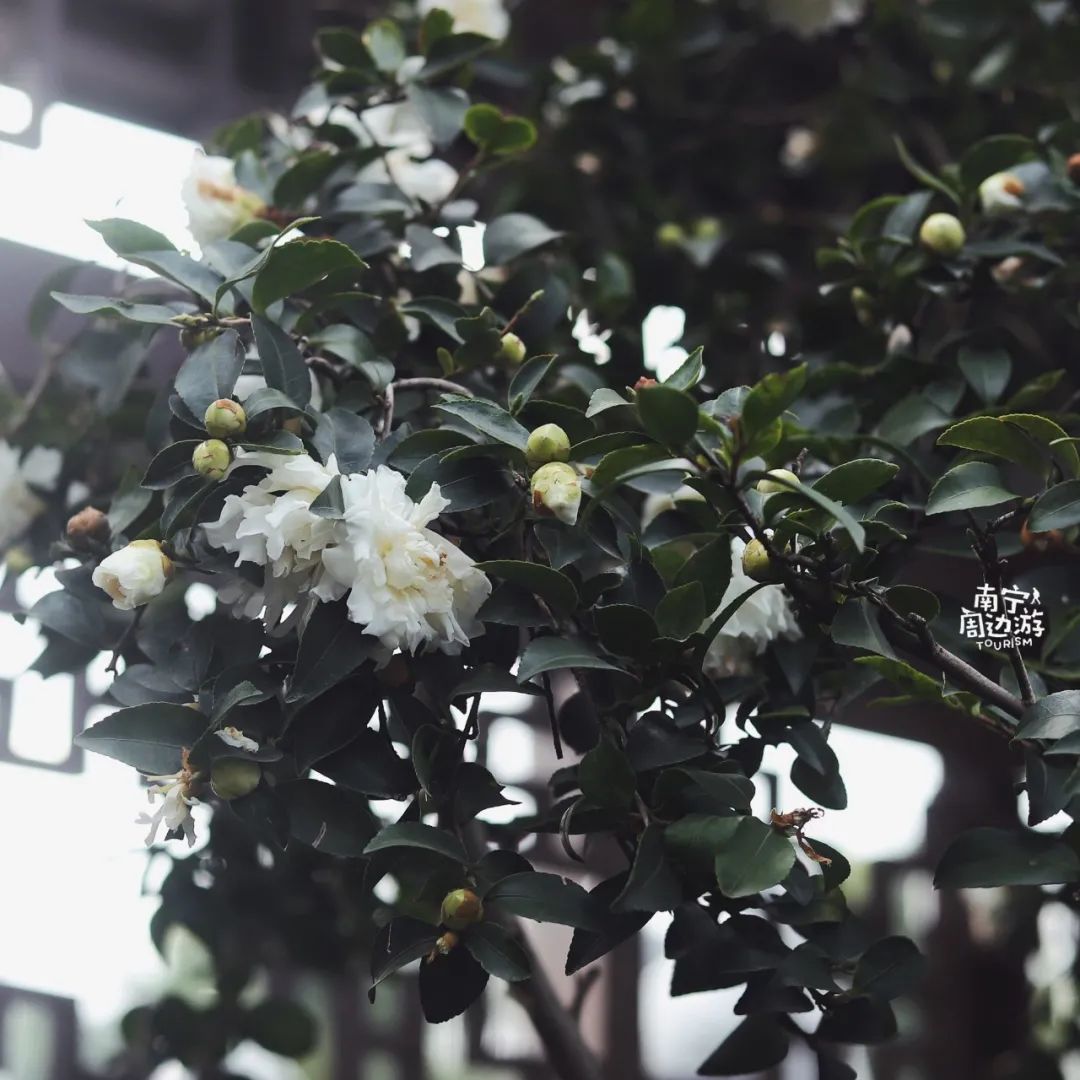 南宁适合一日游攻略,南宁免费玩的地方