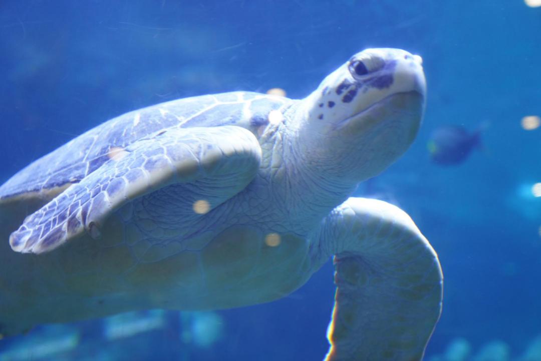 对海龟有哪些发现或了解,救海龟海龟会流泪吗