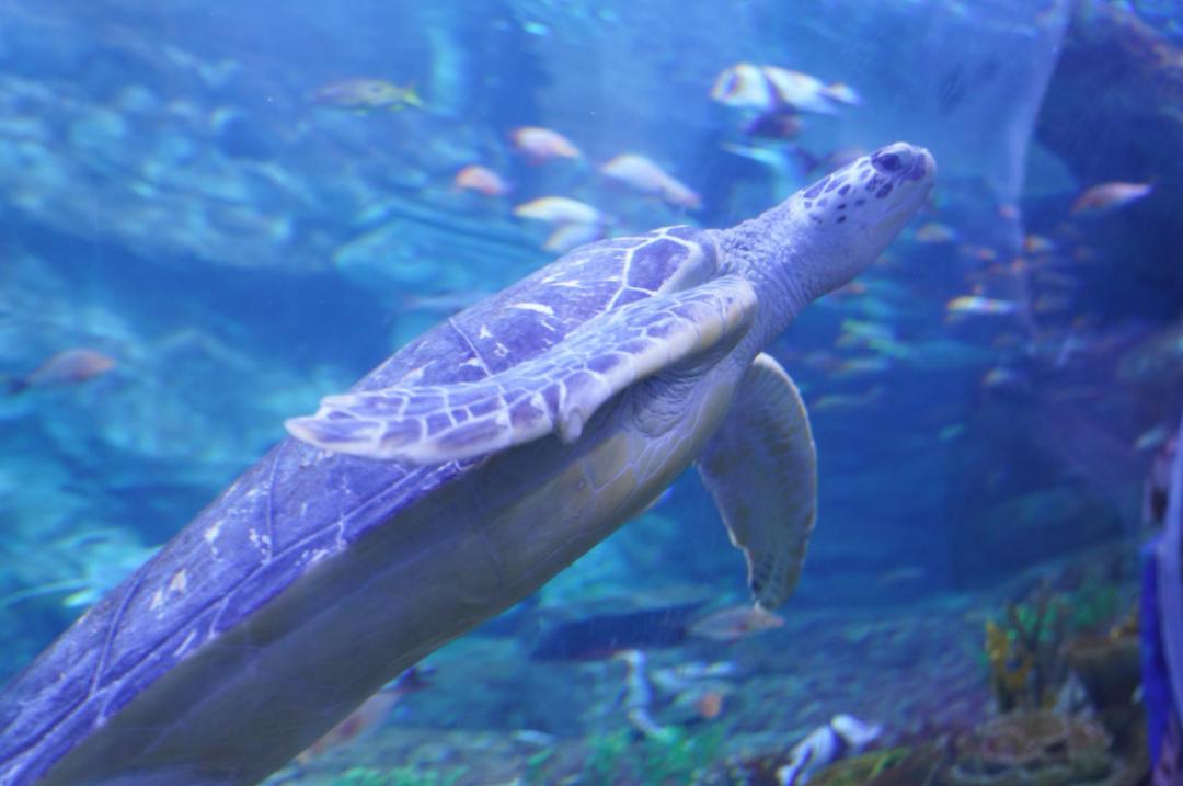 对海龟有哪些发现或了解,救海龟海龟会流泪吗