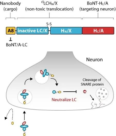 STM|以毒攻毒：哈佛医学院董民团队攻克肉毒杆菌中毒难题