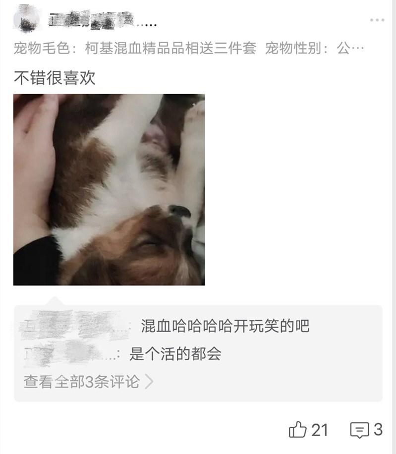 网购平台售卖“宠物盲盒”，不能退换还不能给中差评？