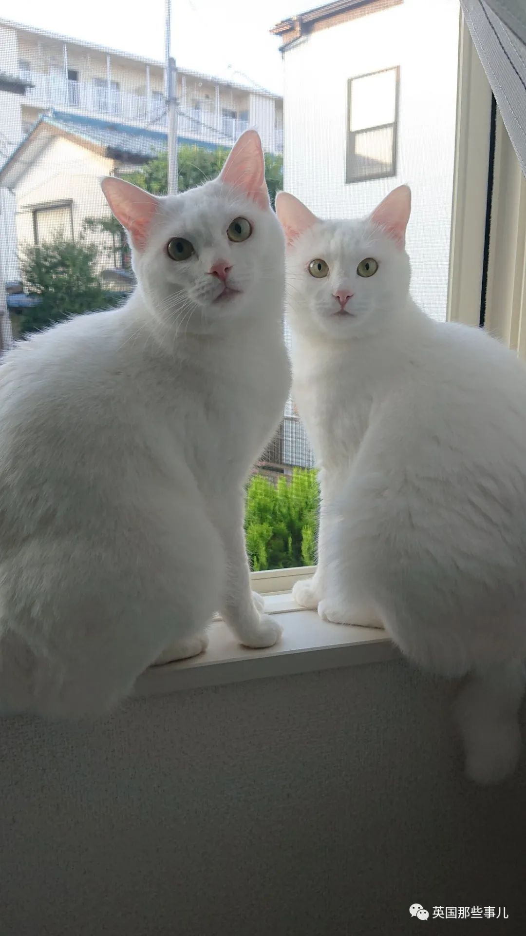 捡到小奶猫变身成男神,捡回来的小奶猫