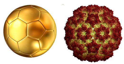 植物会感染新冠病毒吗,植物感染病毒怎么治