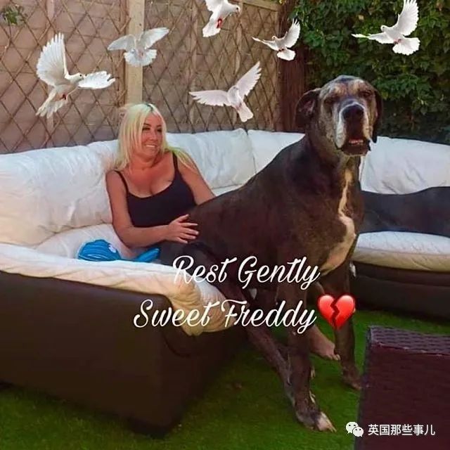 世界上最高大的狗身高达到24米,世界上最高的80米的狗