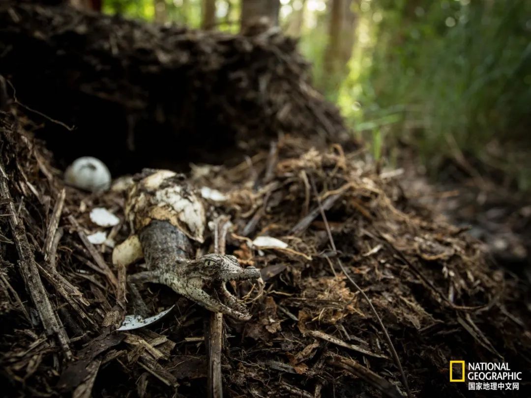 槌勯奔鑱屼笟鐚庝汉,槌勯奔鐚庝汉骞磋柂