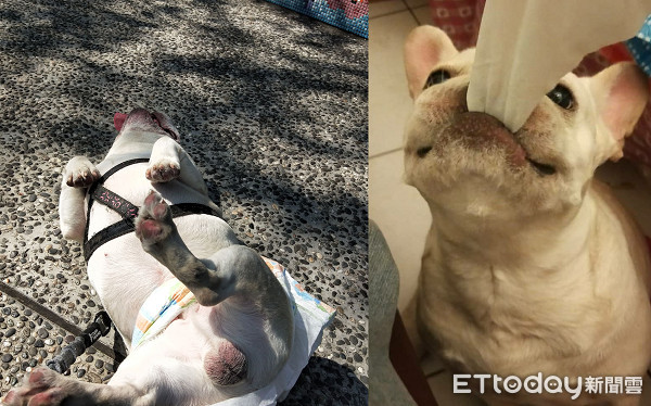 散步到一半躺地甩舌头赖皮！　哥单手扛「17公斤沙包」背影帅炸