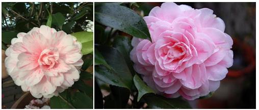 千姿百媚的山茶,千姿百媚的山茶图片