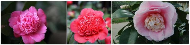 千姿百媚的山茶,千姿百媚的山茶图片