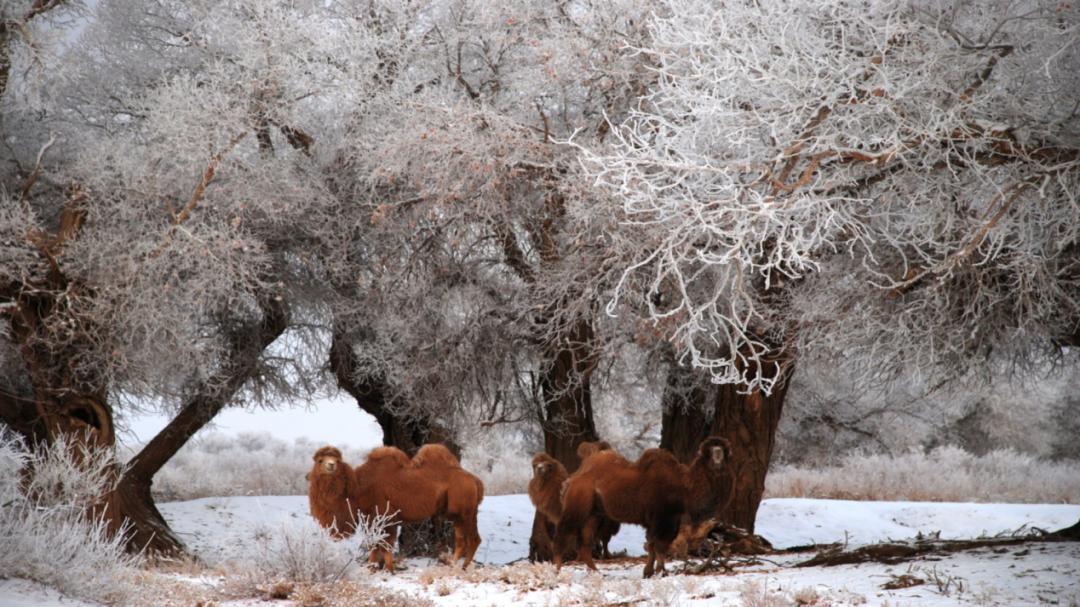 春节不打烊随心玩,内蒙古就地过年