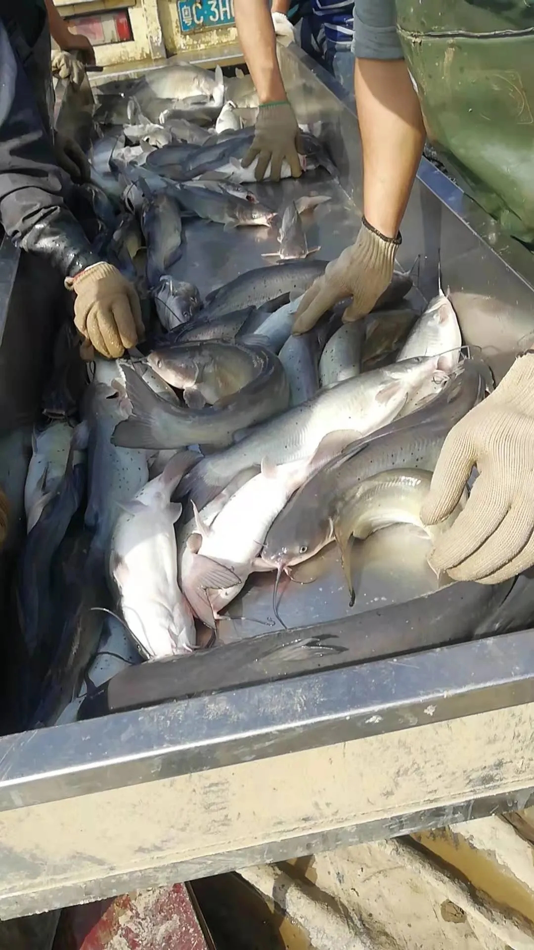 2-3年做到全国前三！恒兴要在鮰鱼上发力