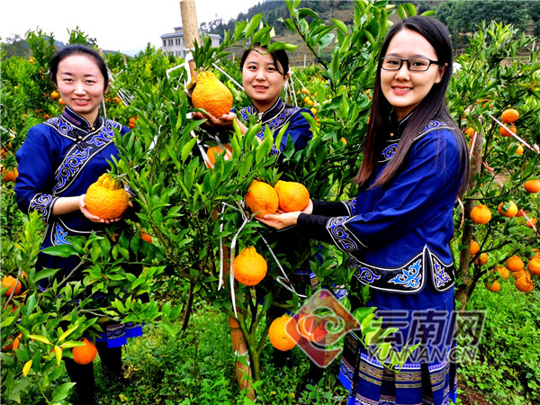 曲靖全力巩固拓展脱贫攻坚成果,云南巩固脱贫成果曲靖