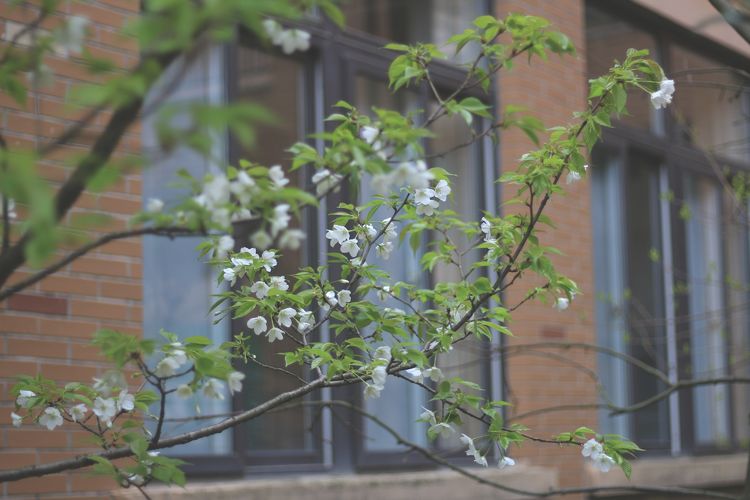 执手春天灼灼其华——咔嚓社最美遇见之寻找校园春意篇