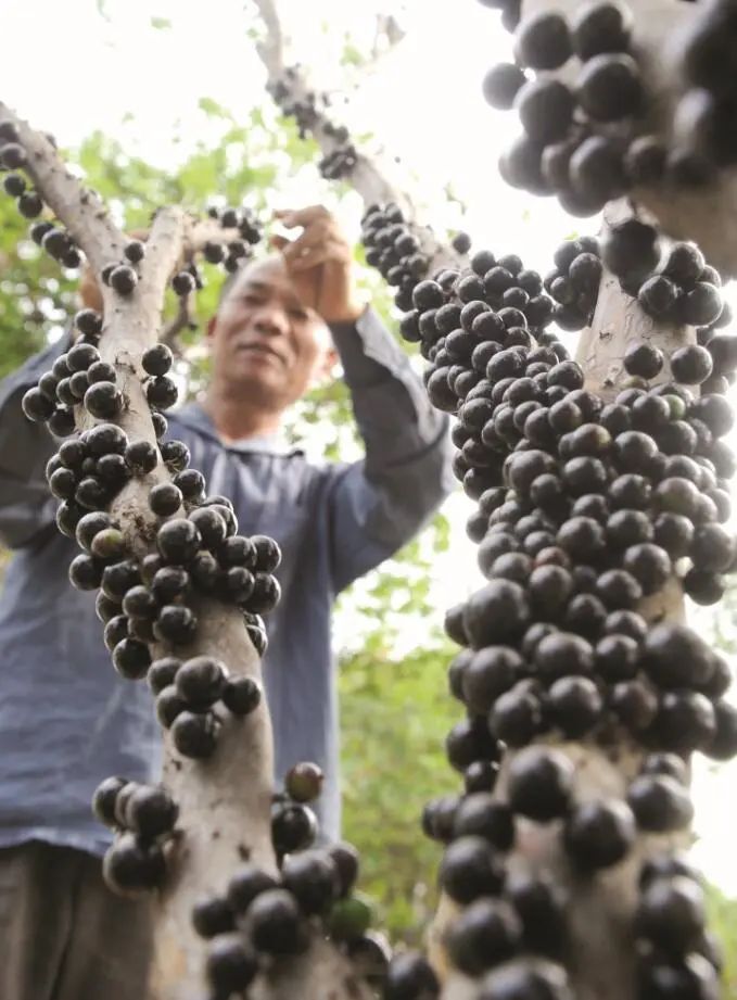 东莞人家里都种的“土豪果”身价暴跌10倍！曾卖到500元一斤