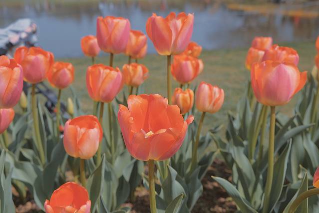 绘画我和春天有个约会,亲子绘画我和春天有个约会