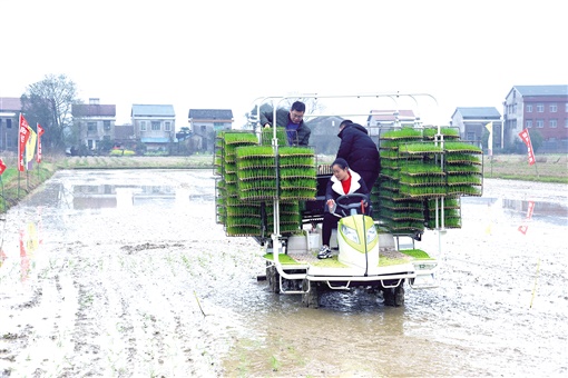 资阳暑假幼托班,资阳哪里有田往外承包
