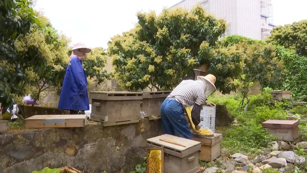 合浦：荔枝花开满山坡蜜蜂*花采**酿蜜忙