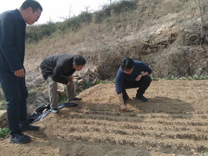 苹果种子的故事教案,苹果种子的故事大全