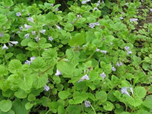 榆林成“花花世界”可这是都什么花？春天最难的课来了