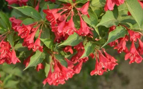 榆林成“花花世界”可这是都什么花？春天最难的课来了