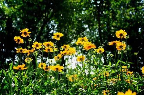 榆林成“花花世界”可这是都什么花？春天最难的课来了