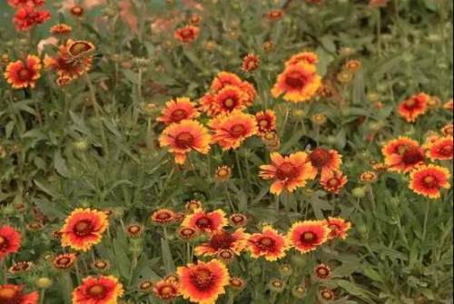 榆林成“花花世界”可这是都什么花？春天最难的课来了