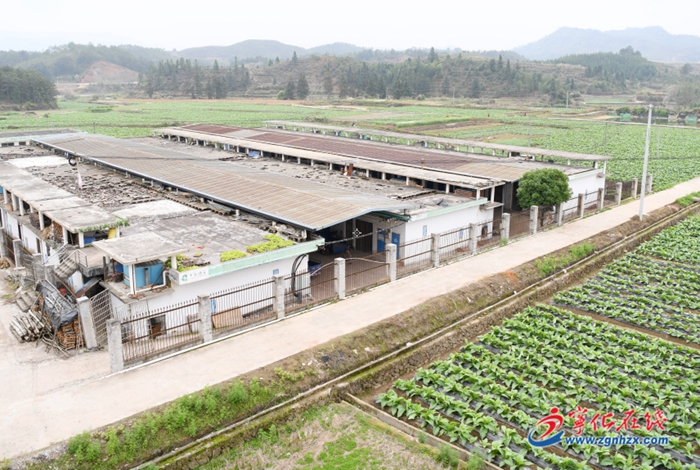 绿色电烤出“黄金叶”