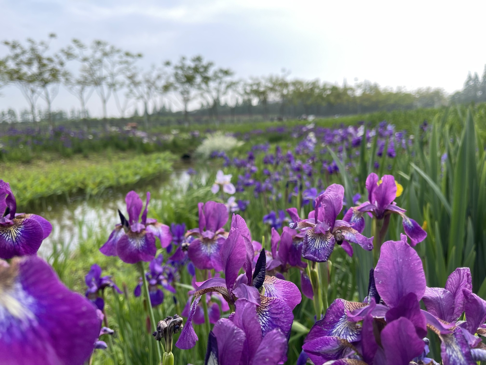 20万只风车组成花海艺术景观,2021鸢尾文化节在长兴岛郊野公园启幕