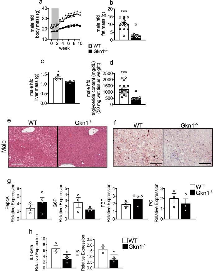 关闭一种胃蛋白似乎有助于调节小鼠的肥胖症
