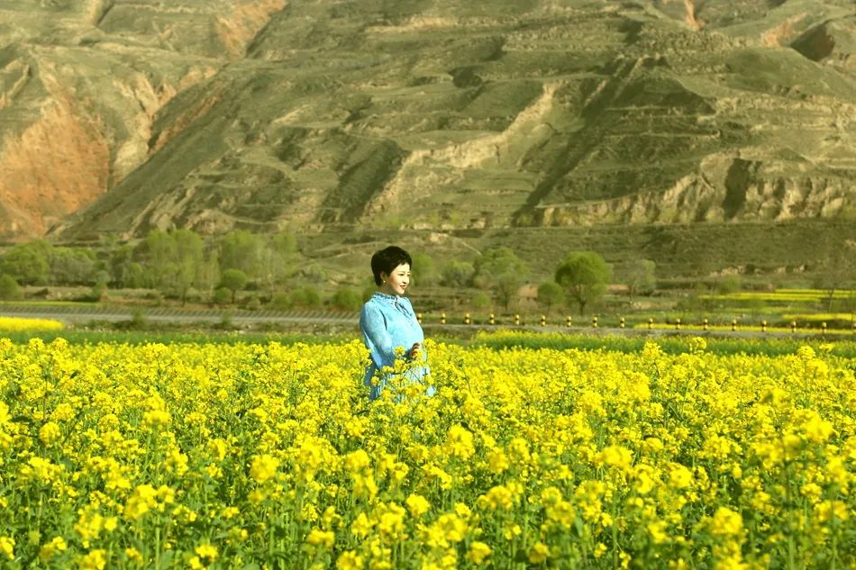 甘肃武山油菜花开了,武山的油菜花开了吗