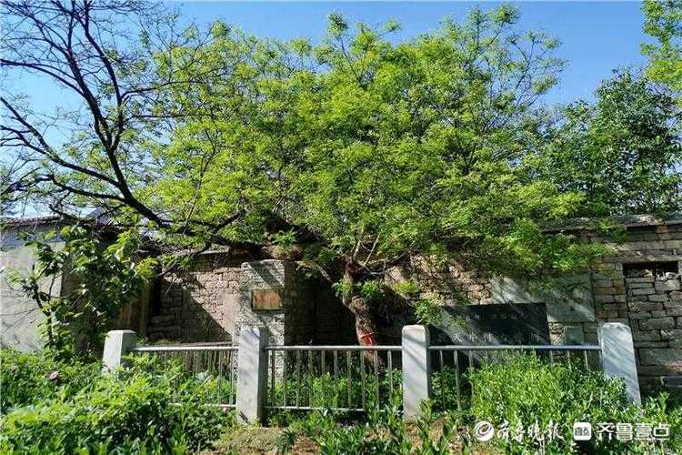 花开齐鲁｜古树又逢春！济南平阴一棵500余年国槐神奇冒新枝