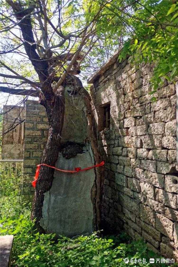 花开齐鲁｜古树又逢春！济南平阴一棵500余年国槐神奇冒新枝