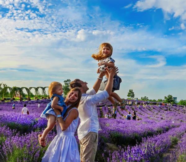 上海紫色花海熏衣草公园,上海最大的薰衣草