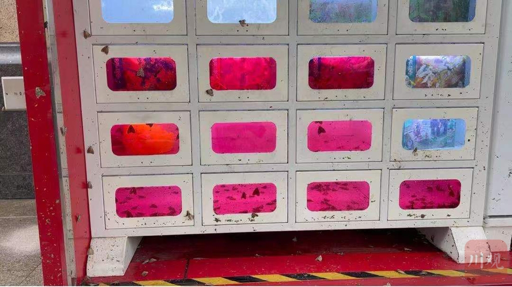 巴中飞蛾,飞蛾大量出现的后续