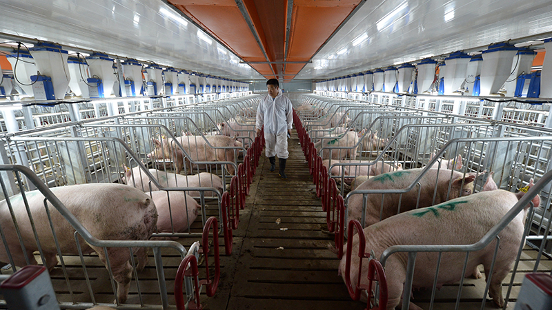 压栏大猪价格预测,压栏肥猪价格最新行情