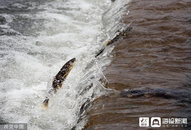 又见刚察｜这就是“聊城力量”！实拍沙柳河畔大美风光，再现“湟鱼洄游”奇景