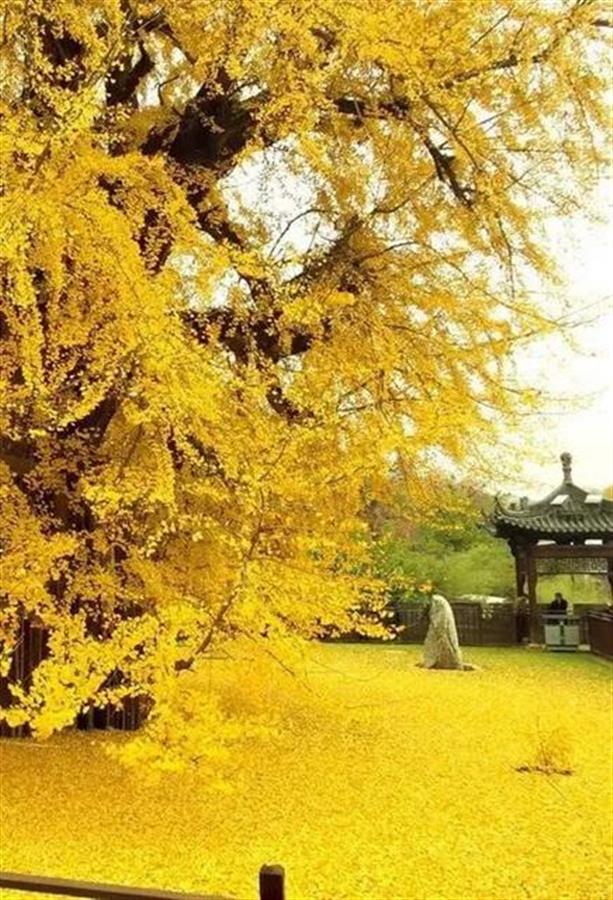 湖北省黄冈市的市花是什么,黄冈市花是什么