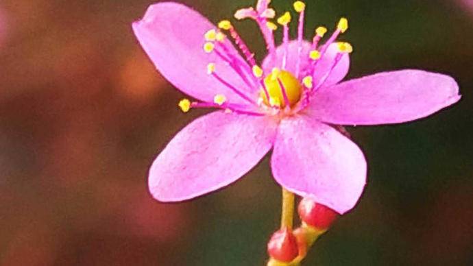 土人参开花是什么样子,土人参开花视频