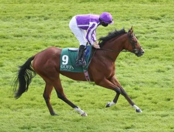 世界马匹最新排名出炉，日蚀大赛盟主“金教堂”荣登榜首