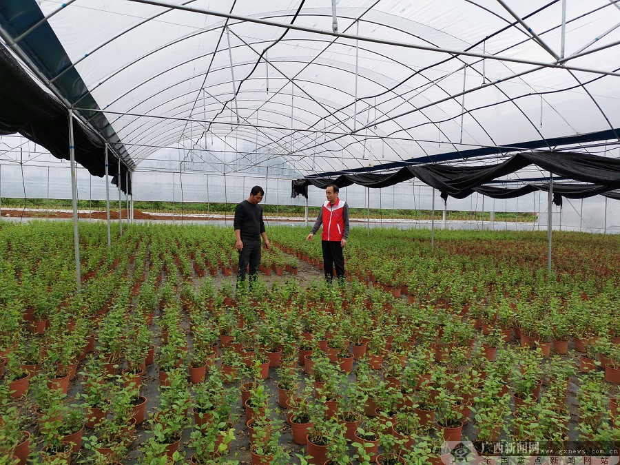 新蔡县黄楼镇党建引领乡村振兴,党建引领乡村振兴徐家坪镇