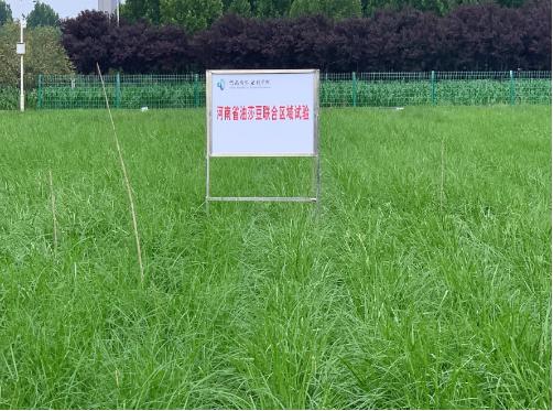 油莎豆为“大豆替代难题”破局,油莎豆代替大豆作为战略物资