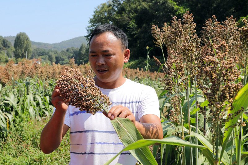 湖北宜城：2000亩红高梁丰收在望