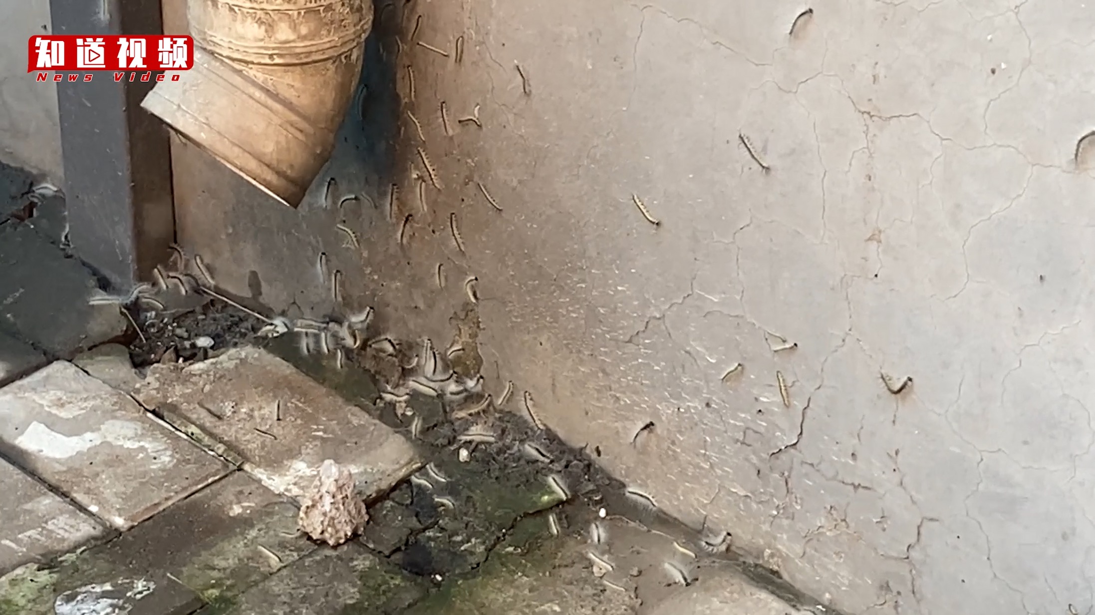 北京多地现毛毛虫，园林部门成立防控专班