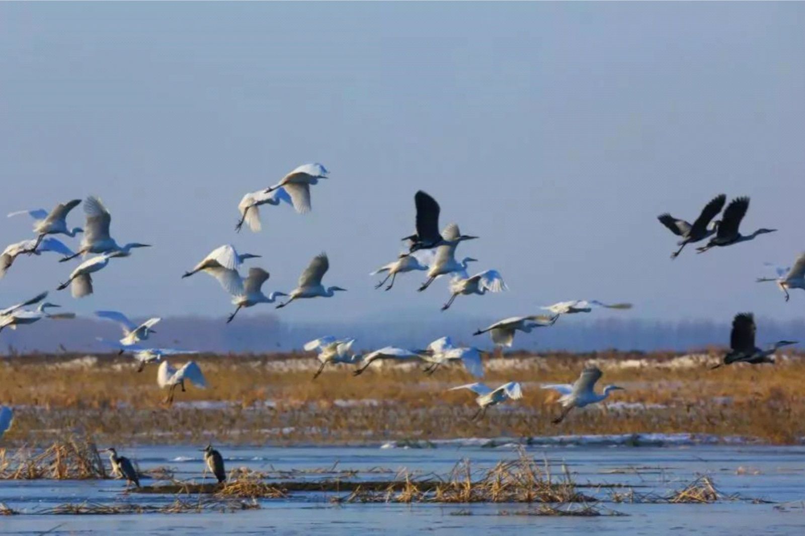 “湿”意富锦，值得“稻”访
