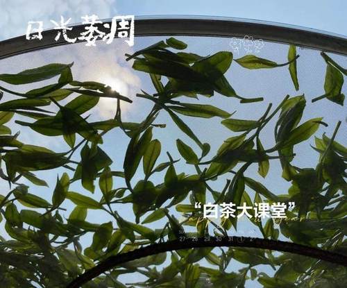 白茶喝起来像新茶吗为什么,白茶喝起来就像酒