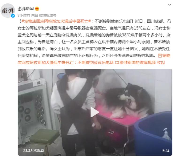 阿拉斯加犬洗澡后烘干中暑,阿拉斯加犬中暑死亡