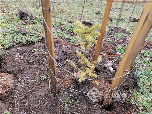 「云视角」在海拔3000米种一棵树有多难？云龙：修复生态廊道促进滇金丝猴群基因交流