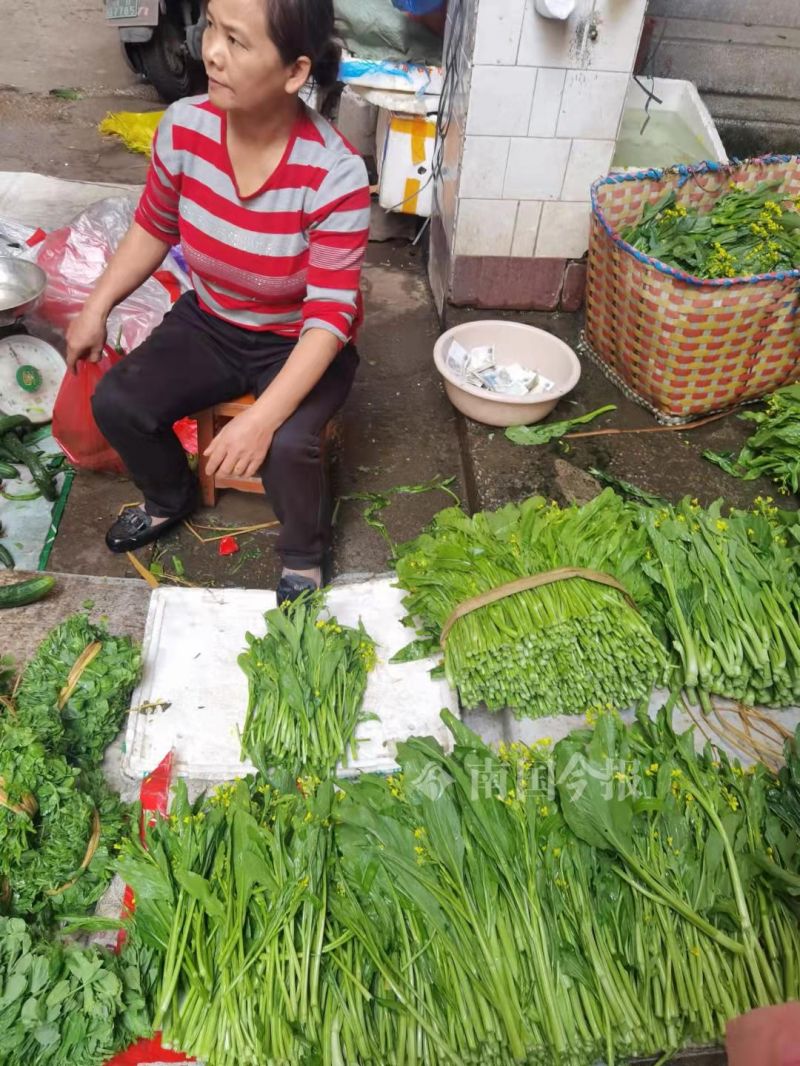 柳州现在什么青菜便宜,柳州青菜贵