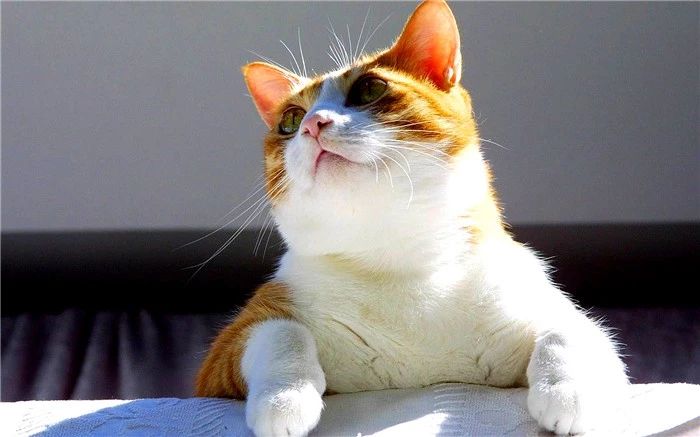 流浪猫妥善处理,滞销猫